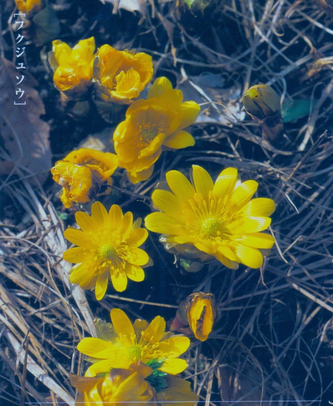  fukujuso photo
